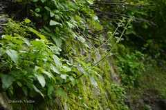 Scrophularia edgeworthii